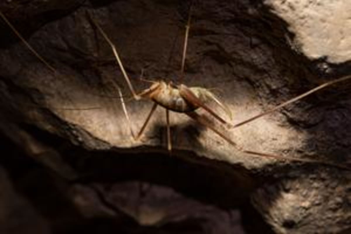 Scientists Find New Cave Cricket on Tiny Greek Island