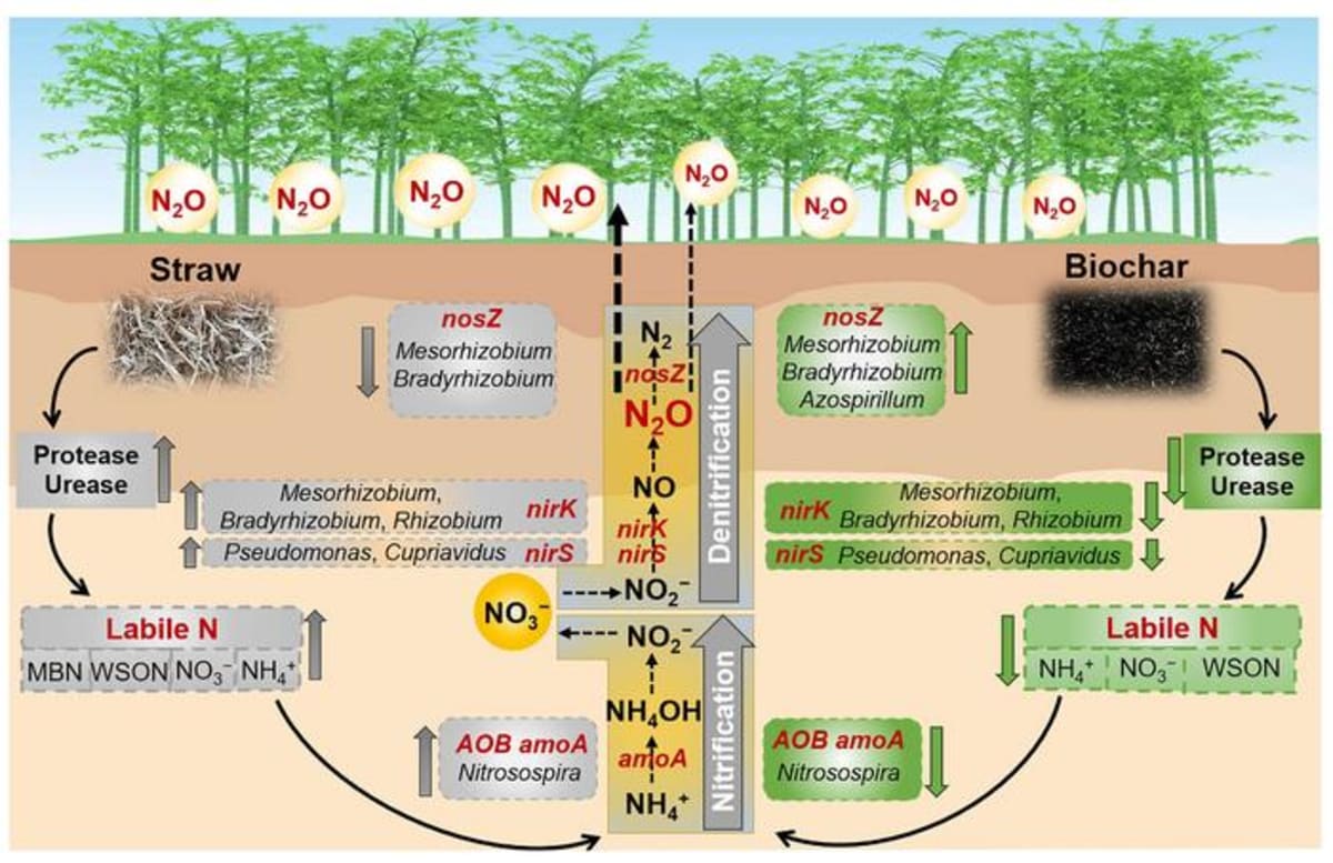 Crop Waste Turned into Biochar Cuts Emissions by 20% - Image 2