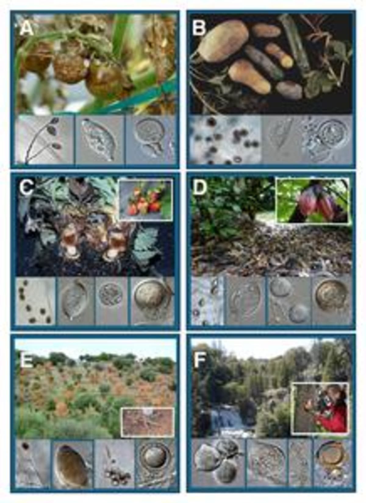 Microscopic view of Phytophthora infestans affecting plant tissue under scientific observation