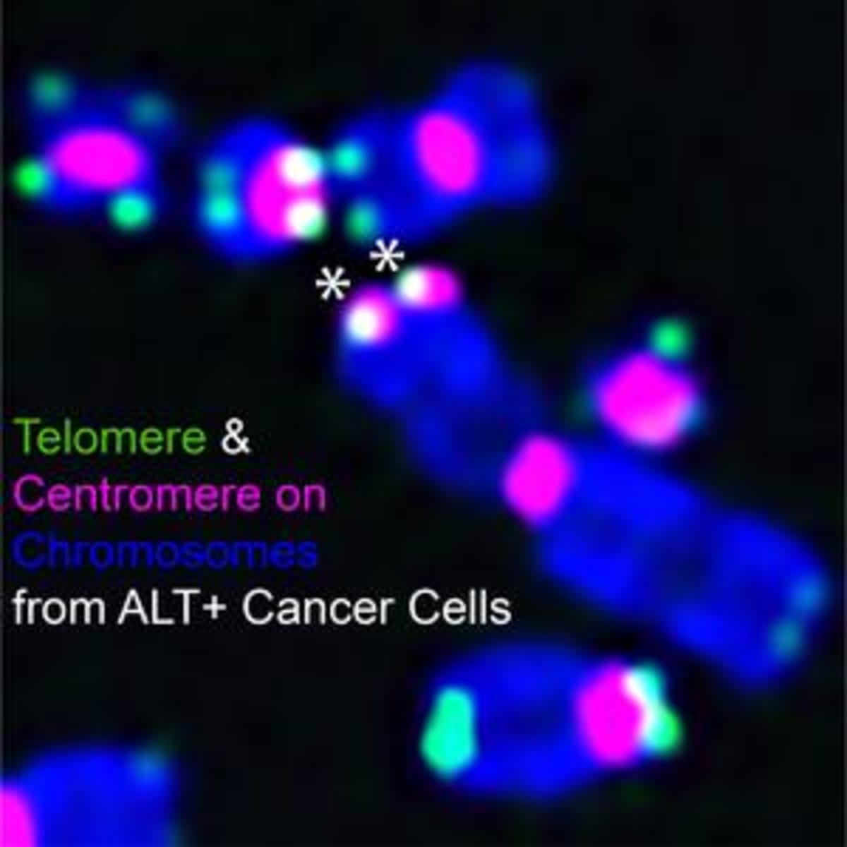 Fluorescent microscopy showing chromosomes in blue with telomeres in green and centromeres in pink