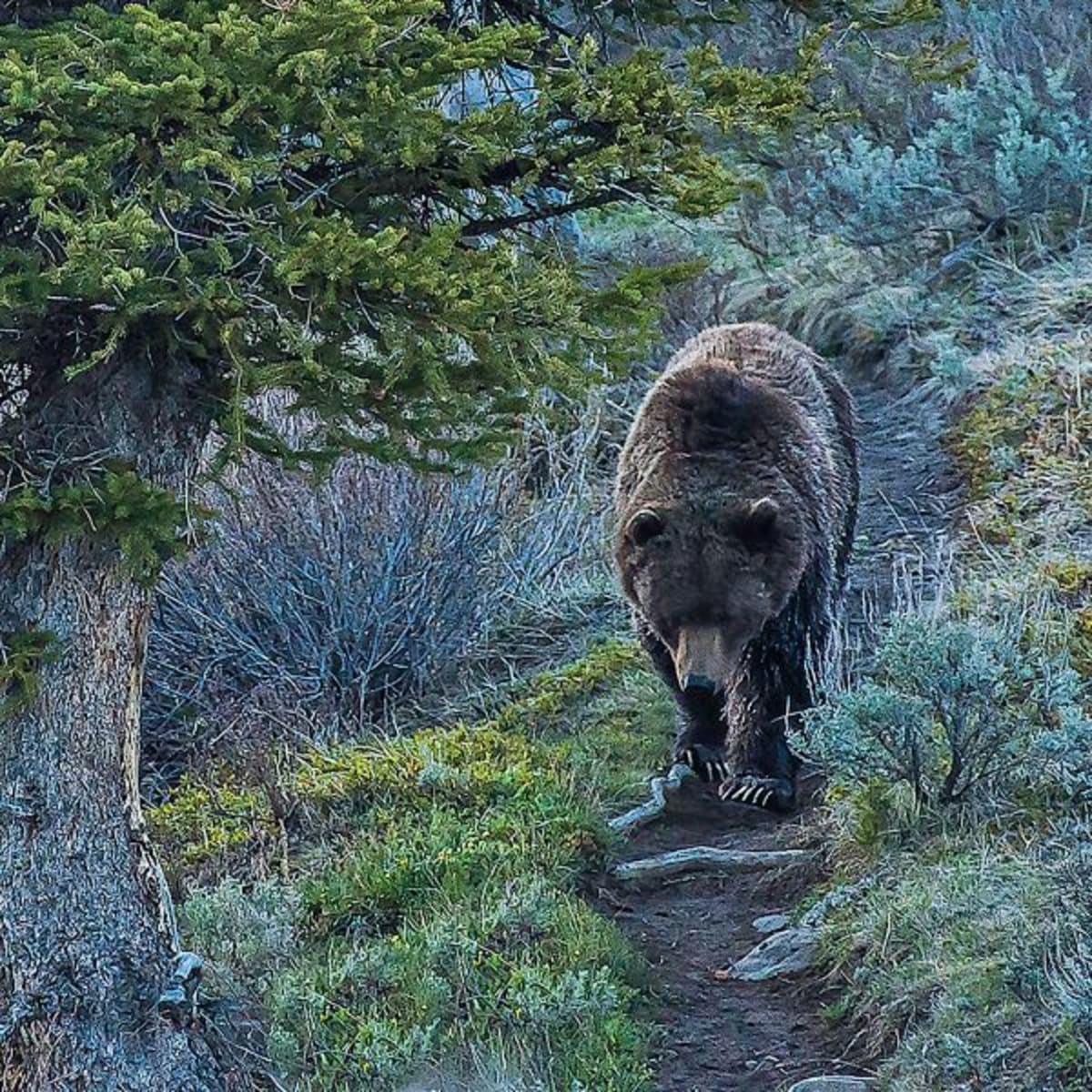 Grizzly bear standing in Yellowstone wilderness, representing successful conservation recovery efforts