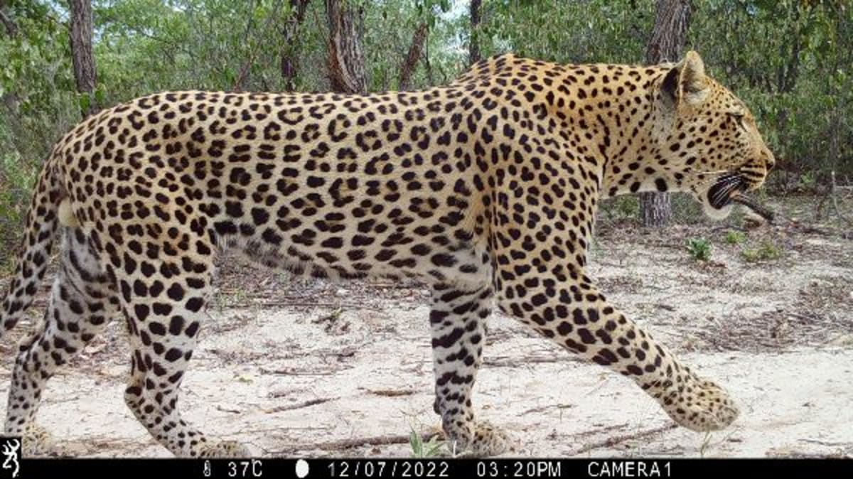 Research vehicle equipped for African leopard field survey in South African wilderness