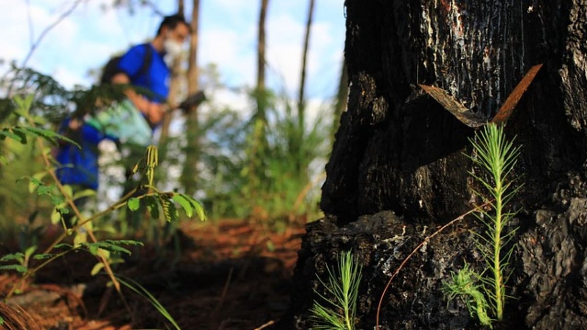 Community volunteers planting native tree seedlings together during Mexico's national reforestation campaign