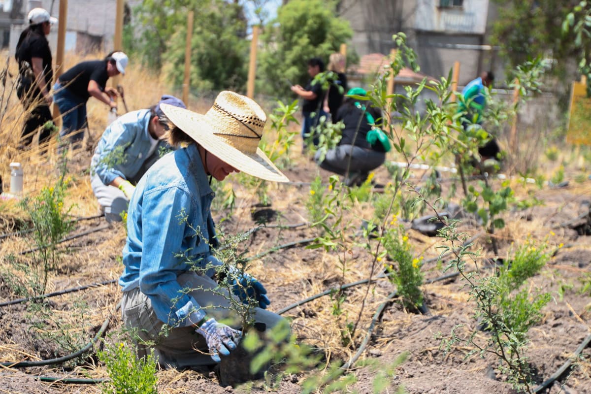Japanese Forest Method Takes Root in Mexico City - Image 4
