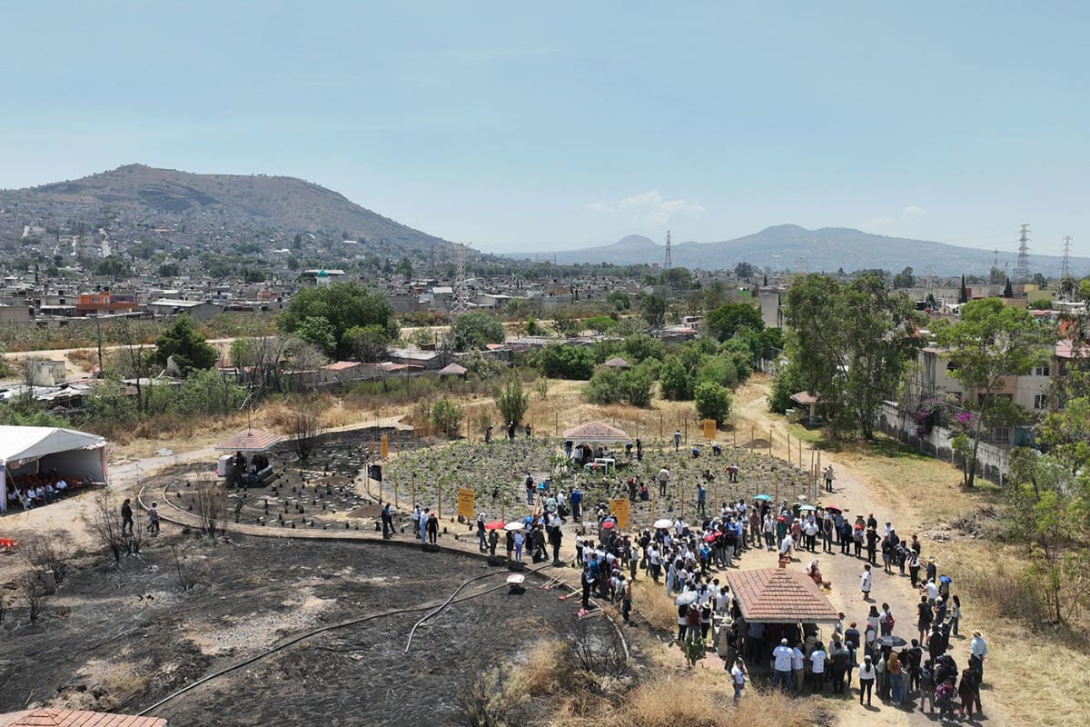 Japanese Forest Method Takes Root in Mexico City