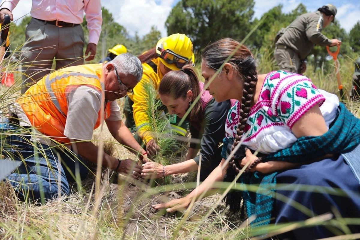 Mexico Plants 6.6 Million Trees in One Historic Day - Image 2
