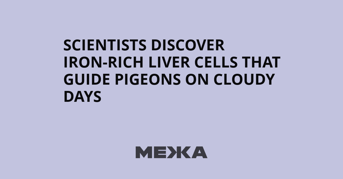 Pigeons Use Liver Cells as Internal Compass on Cloudy Days