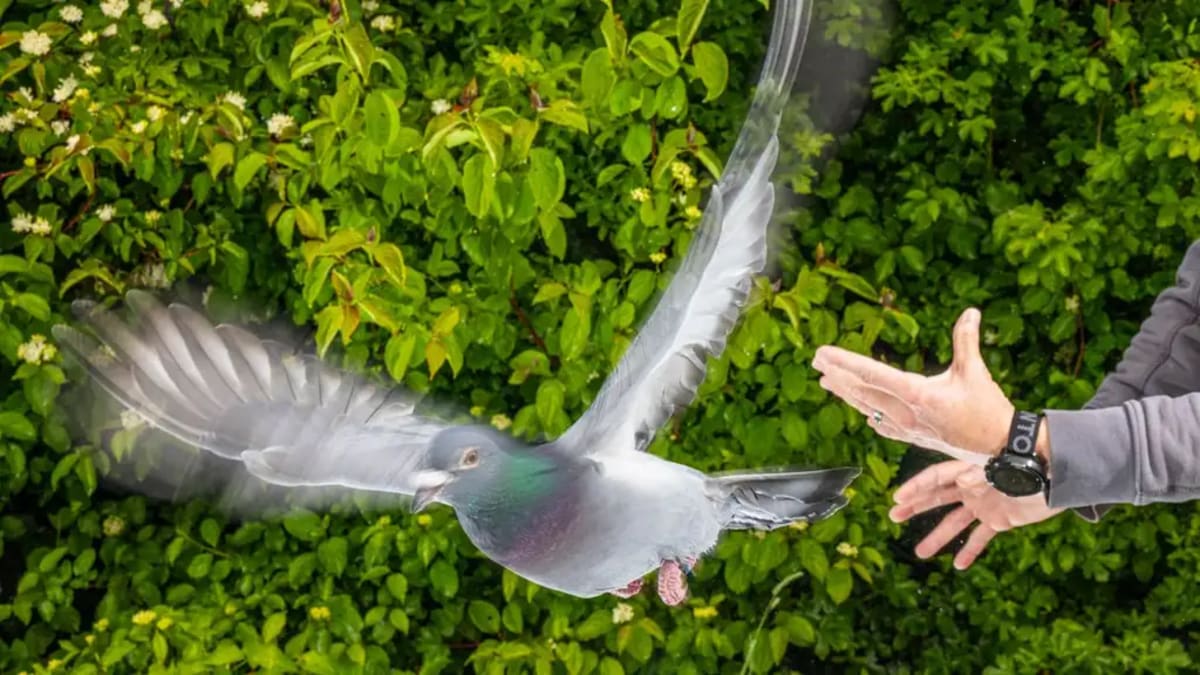 Pigeons Use Liver Cells as Internal Compass on Cloudy Days - Image 2