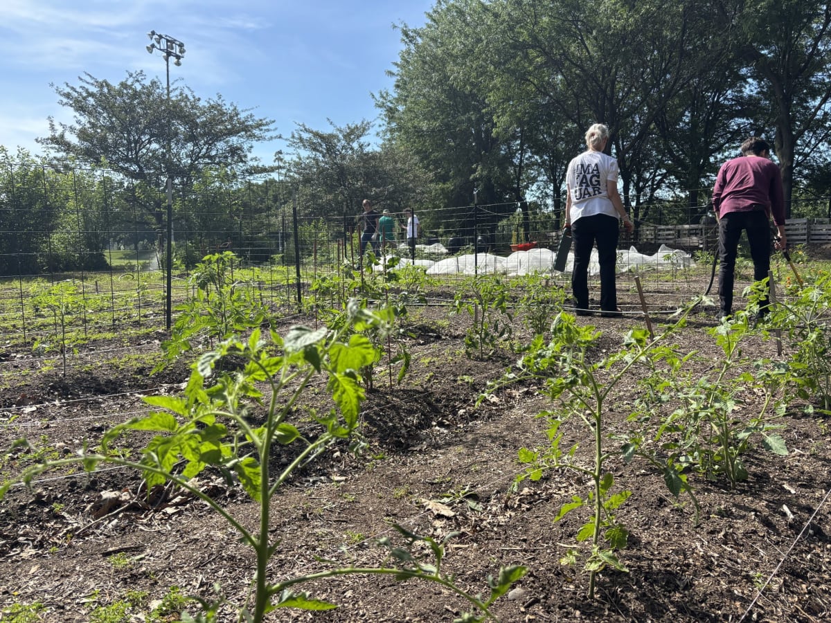 IU Indianapolis Urban Garden Seeks Summer Volunteers