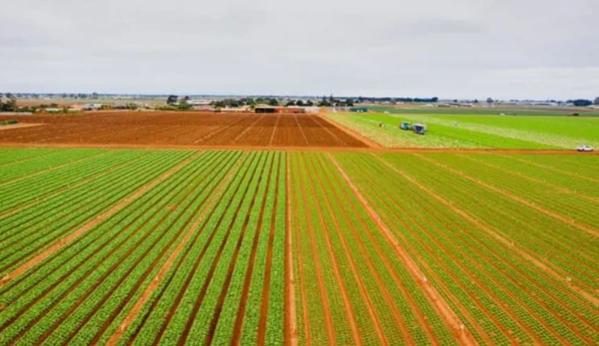 Tasmania Secures Fertiliser Deal Amid Global Shortage - Image 2
