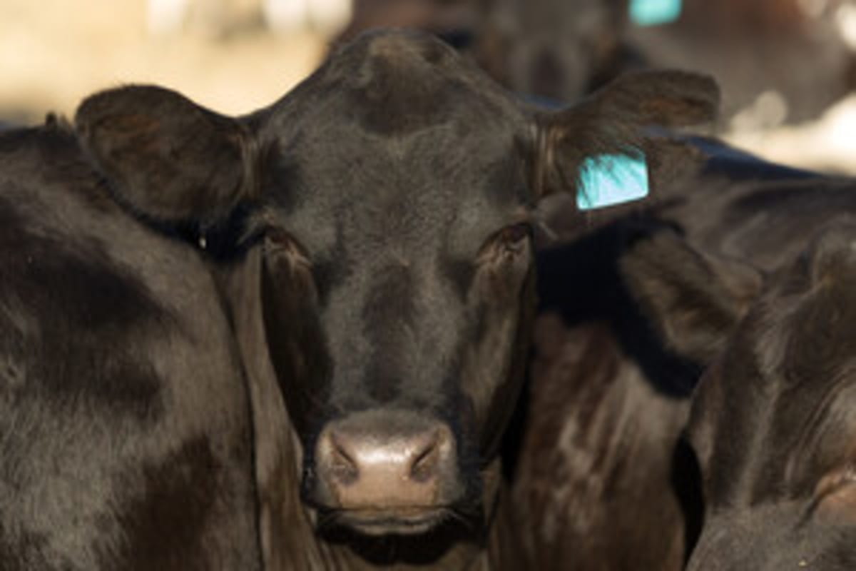 Brazil Cattle Study Cuts Methane 50% With New Feed Additive - Image 3