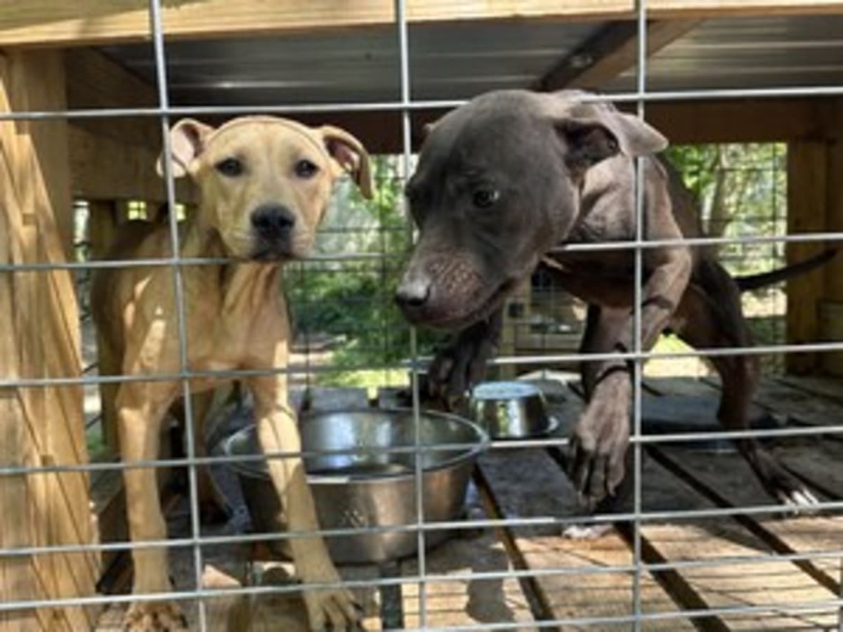 Tennessee Rescue Saves 37 Dogs Through Shelter Teamwork - Image 5