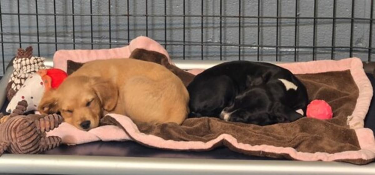 Tennessee Rescue Saves 37 Dogs Through Shelter Teamwork - Image 3