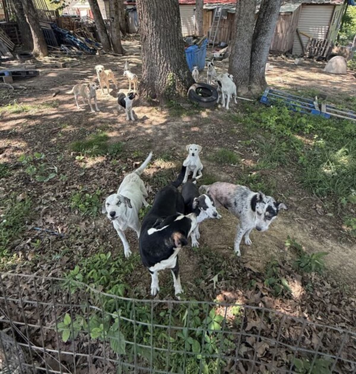 Tennessee Rescue Saves 18 Dogs After Owner's Emergency - Image 3