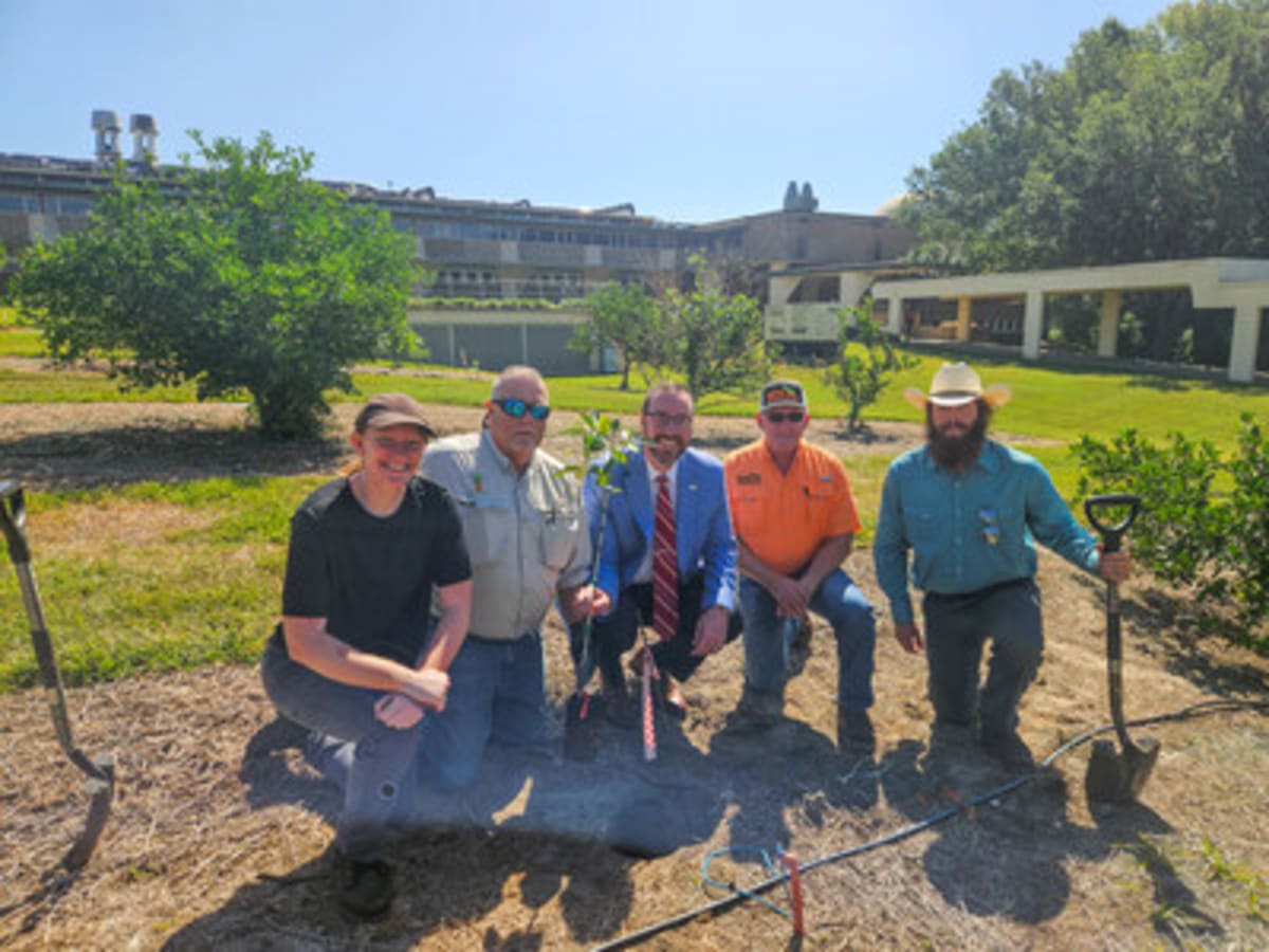 Florida College Revives Citrus Groves to Fight Tree Disease - Image 2