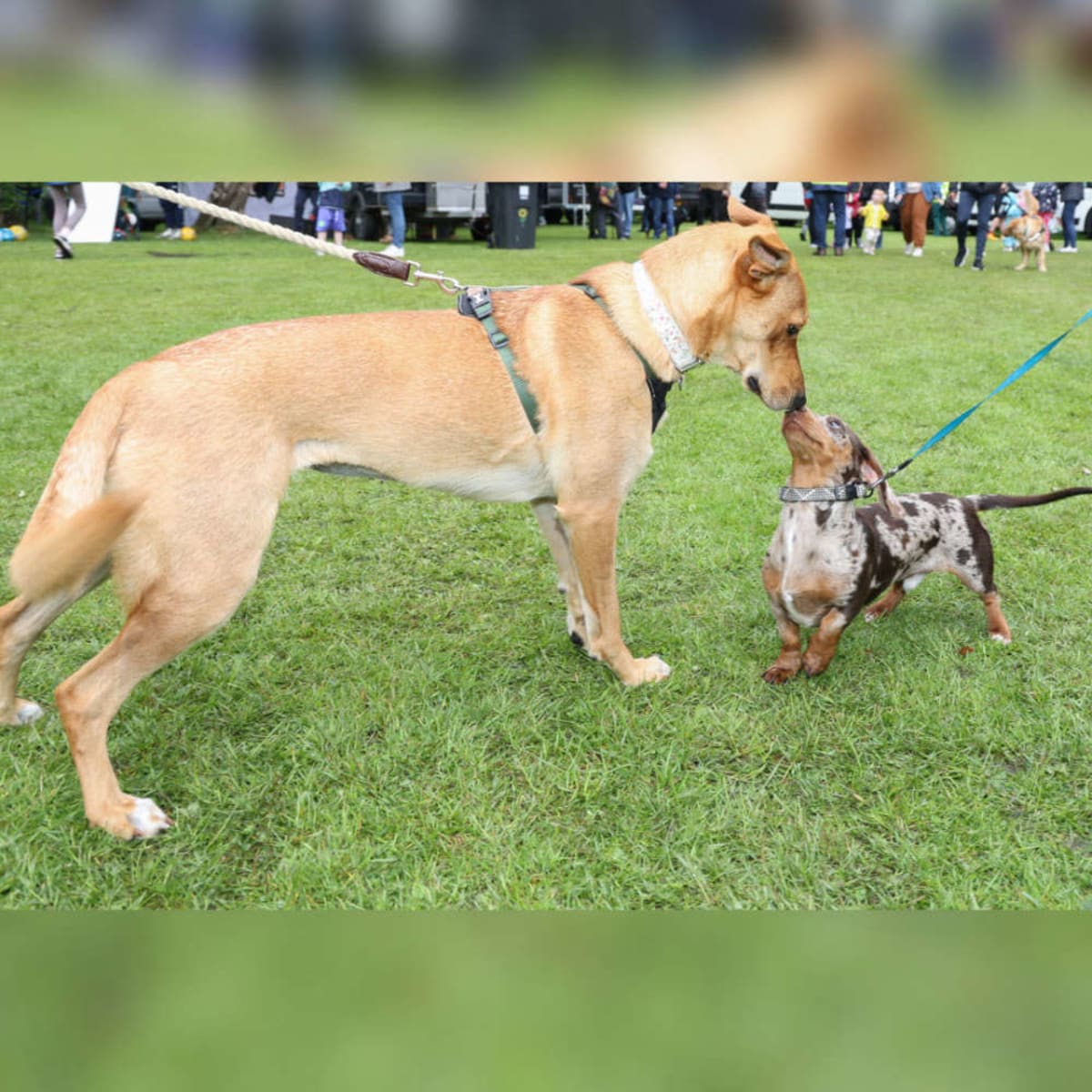 Tameside Fashion Show Raises £600 for Young Carers - Image 3