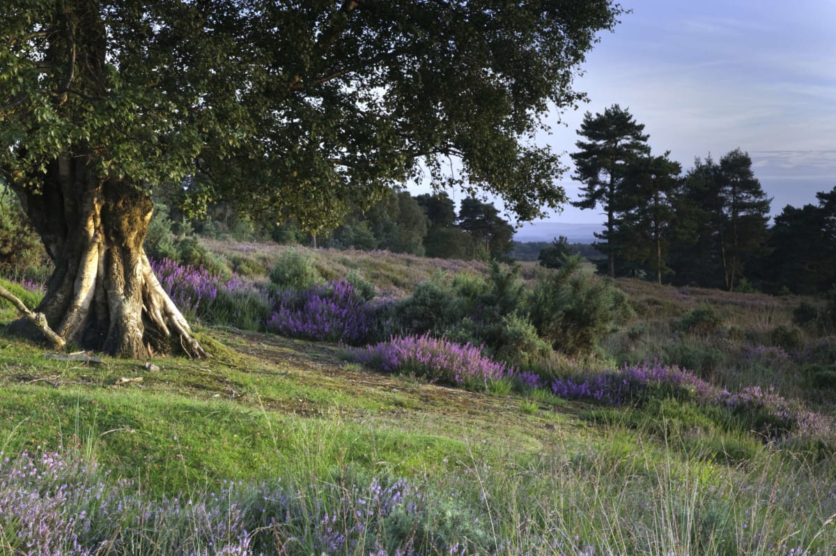 Lush green wetland habitat with diverse wildlife in Wealden District, Sussex countryside