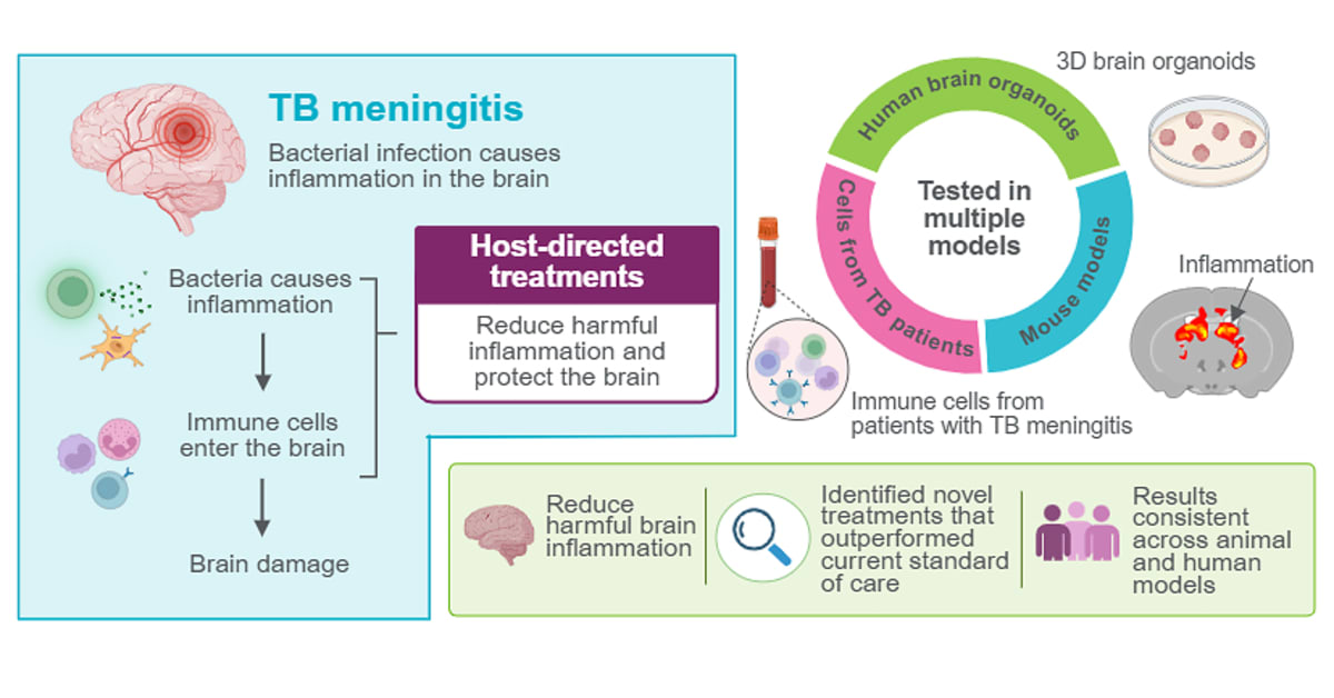 Medical researchers examining brain tissue samples in modern laboratory setting for tuberculosis meningitis study