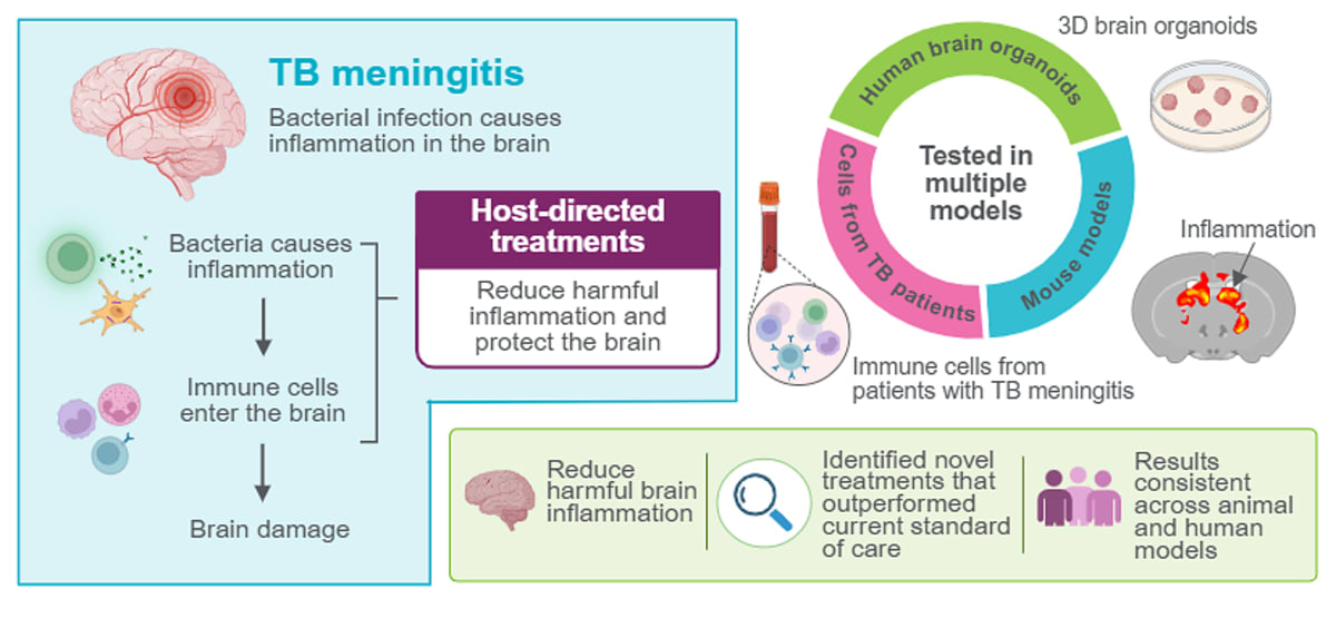 TB Meningitis Treatment Breakthrough Shows Promise in Trials - Image 2