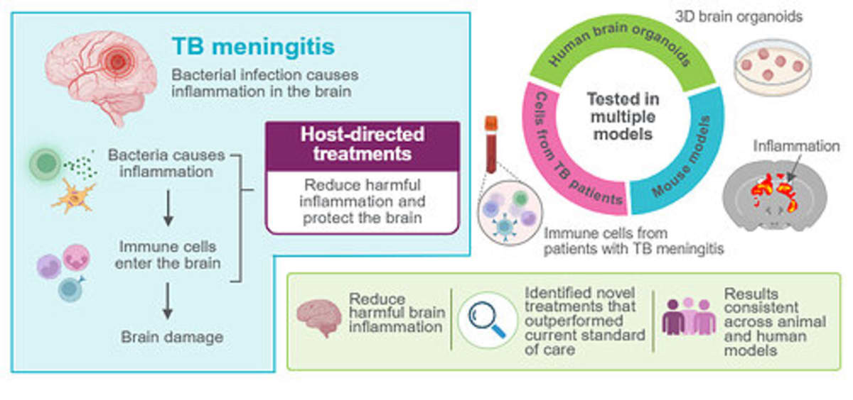 TB Meningitis Treatment Breakthrough Shows Promise in Trials - Image 3