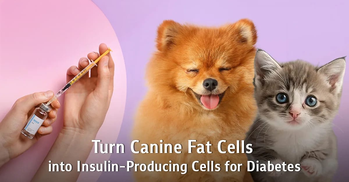 Thai Vets Turn Dog Fat Into Diabetes Cure - Image 2
