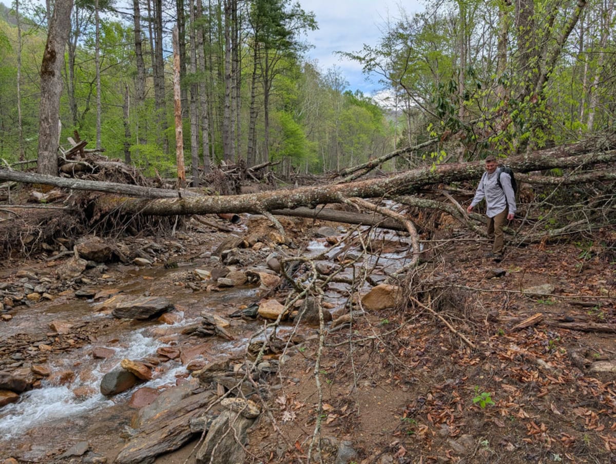 Forests Rebound After Helene With New Planting Jobs - Image 4