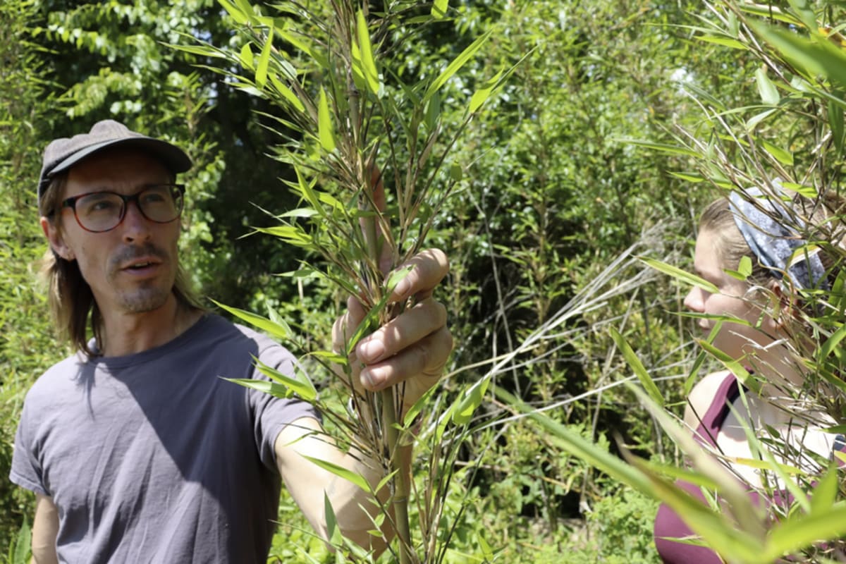 Person examining tall green rivercane plants growing along a riverbank in North Carolina