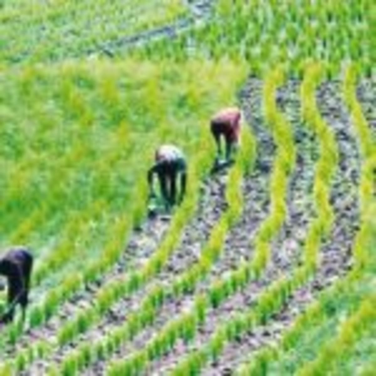 West Africa Offers Youth $5K to Transform Food Systems - Image 5