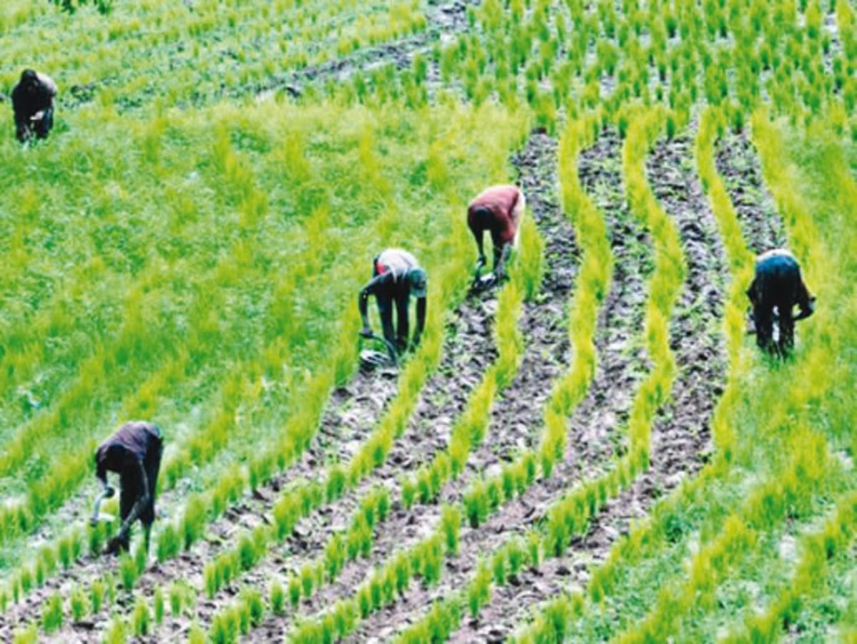 Young West African entrepreneurs working together on agricultural innovation and food processing solutions