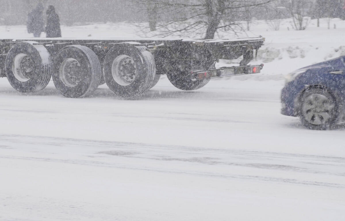 Keene Turns Invasive Pest Crisis Into Forest Revival Plan - Image 5