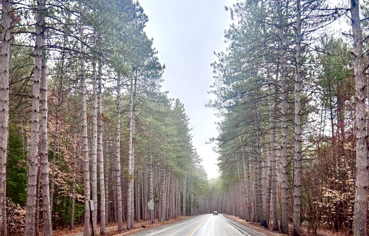 Keene Turns Invasive Pest Crisis Into Forest Revival Plan - Image 2