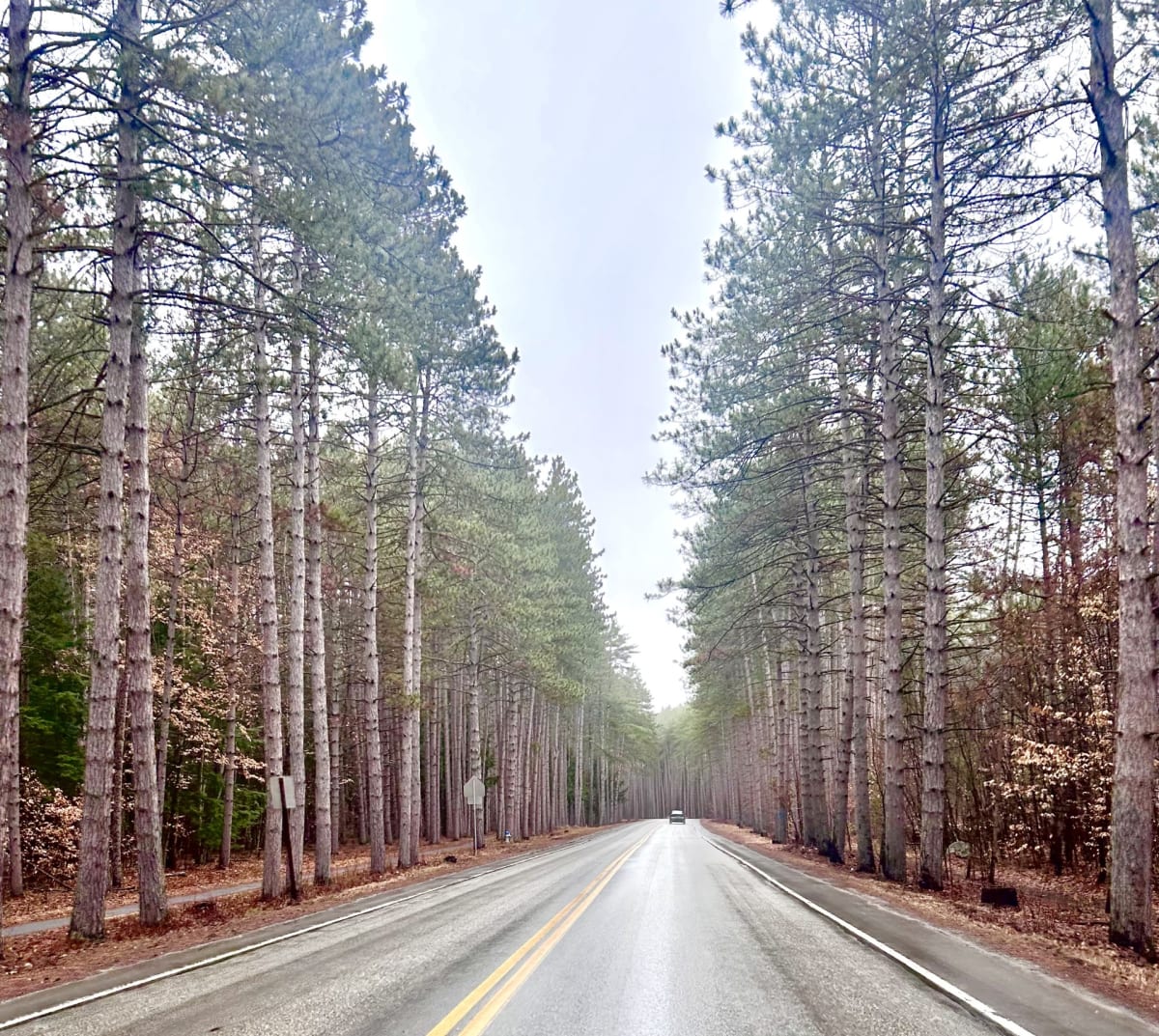 Healthy pine forest in New Hampshire awaiting sustainable harvest and native tree replanting