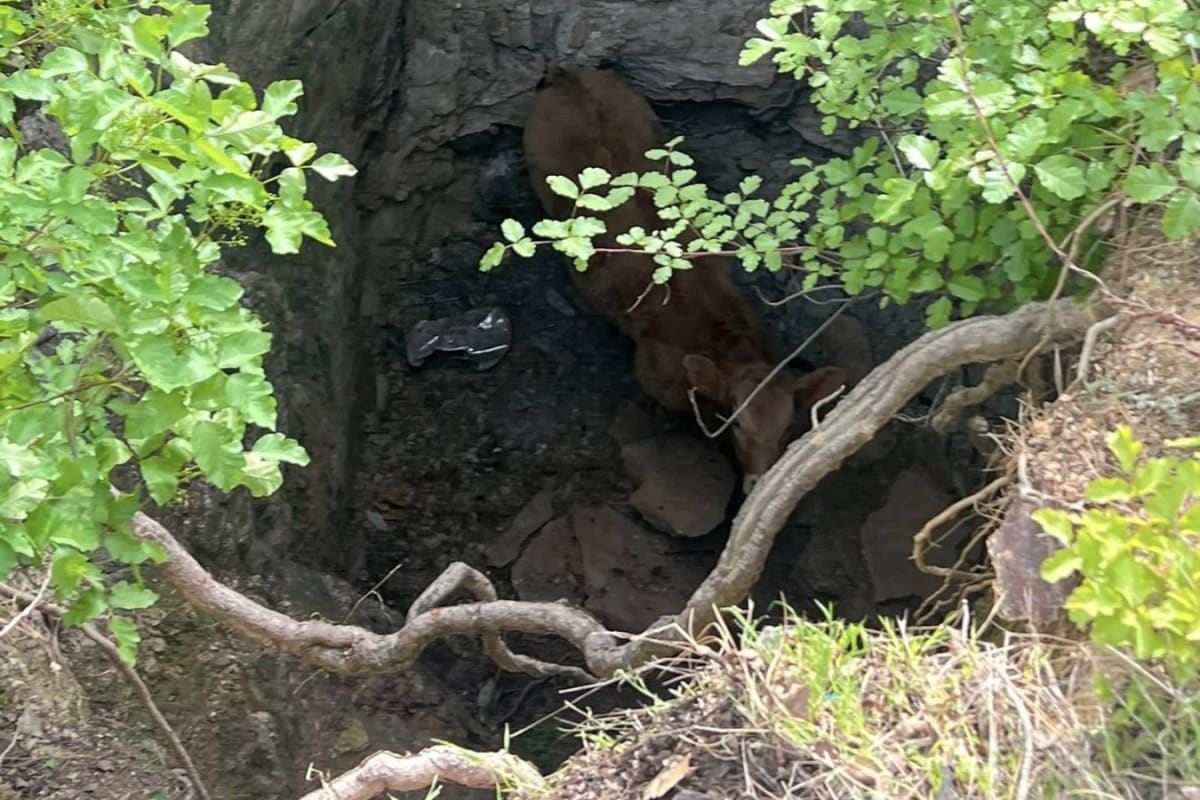 Mother Cow's Cries Save Calf From 30-Foot Mine Shaft