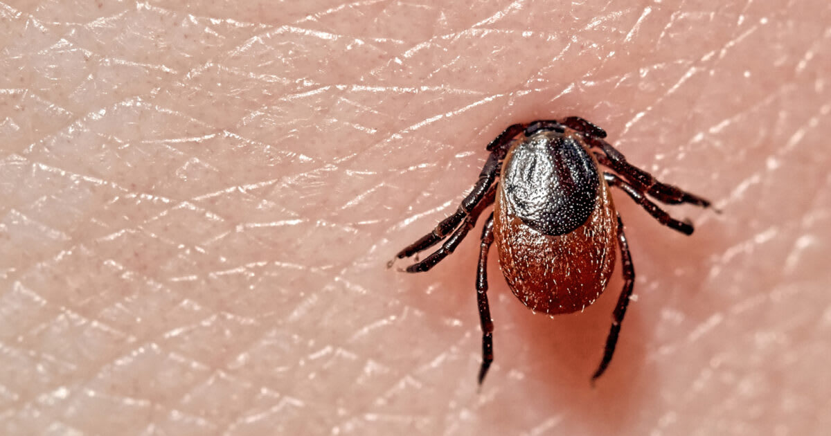 Medical researcher examining blood samples in laboratory setting for tick-borne disease study