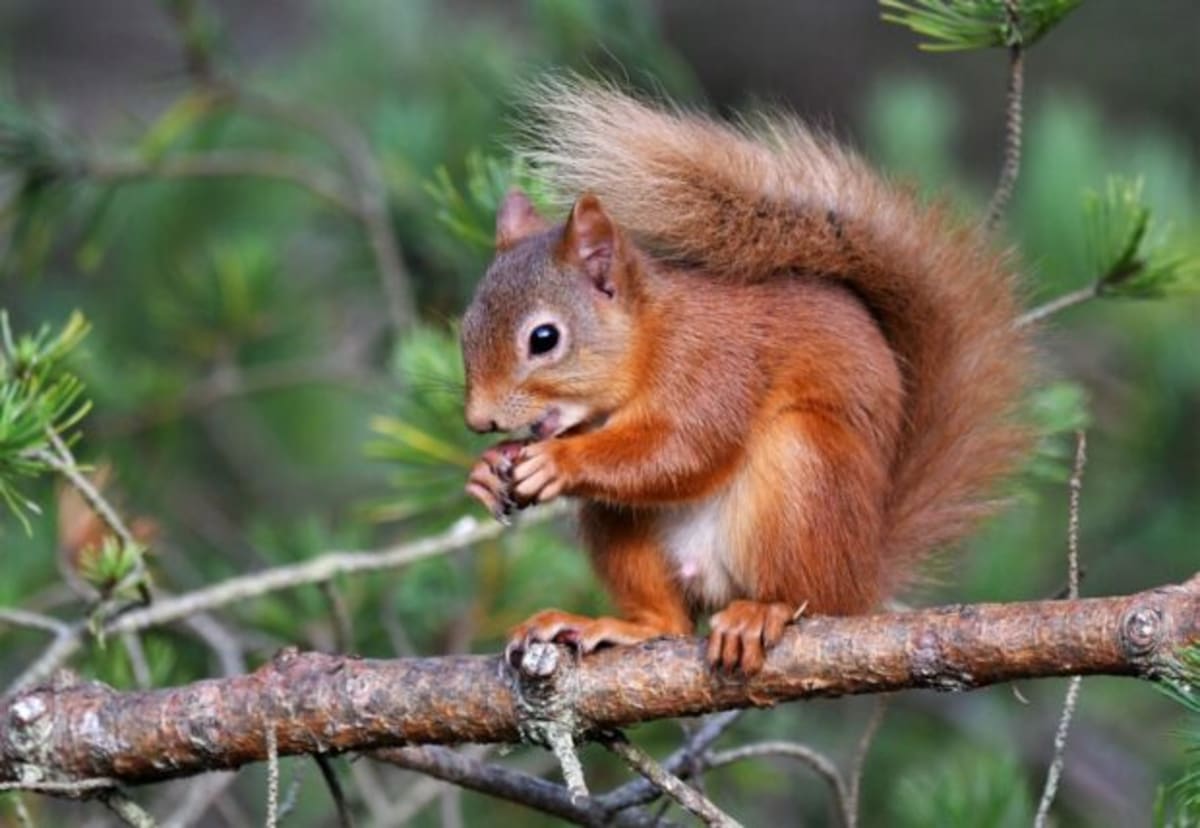 England's Red Squirrels Could Return in 25 Years - Image 2