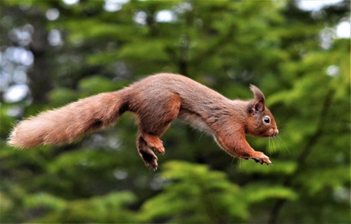 England's Red Squirrels Could Return in 25 Years - Image 3