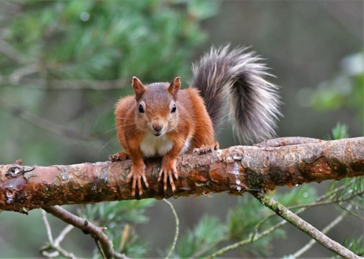 England's Red Squirrels Could Return in 25 Years - Image 4
