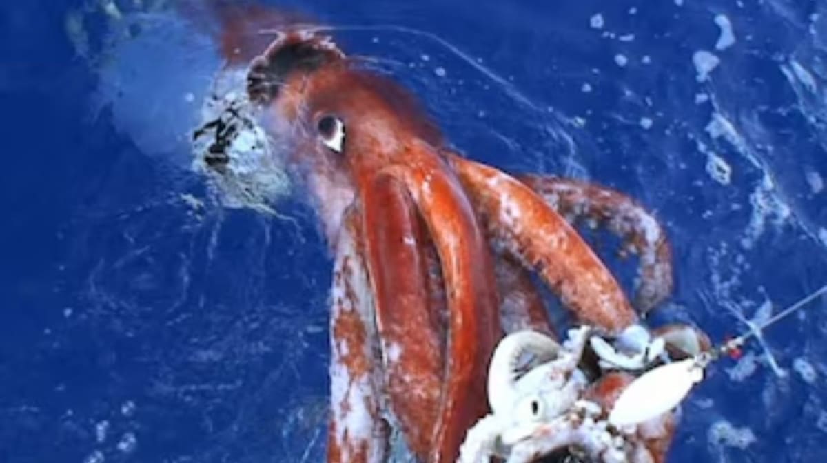 Deep ocean canyon underwater showing dark blue waters where giant squid was detected