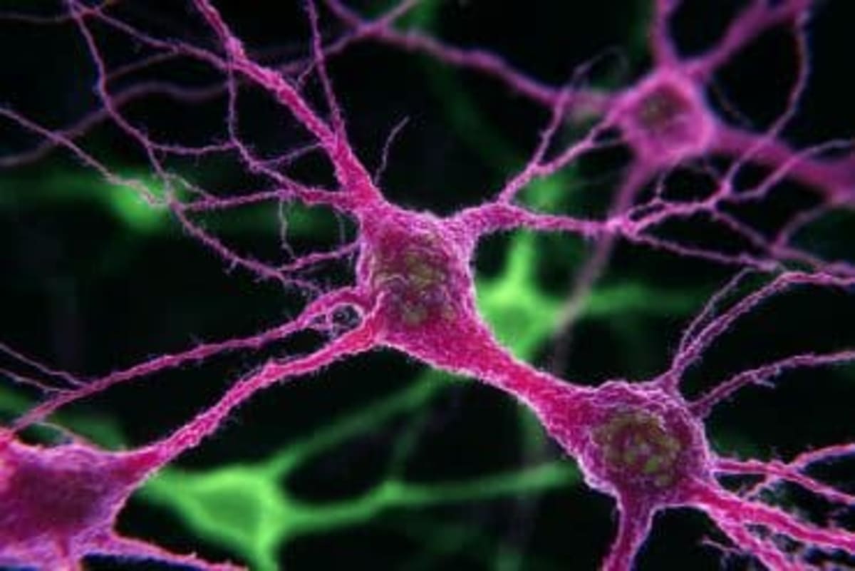 Yale Scientists Find Drug That Reverses Autism Mutations - Image 3