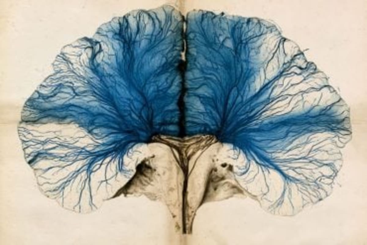 Scientists Unlock Blood-Brain Barrier for Brain Disease Cures - Image 5