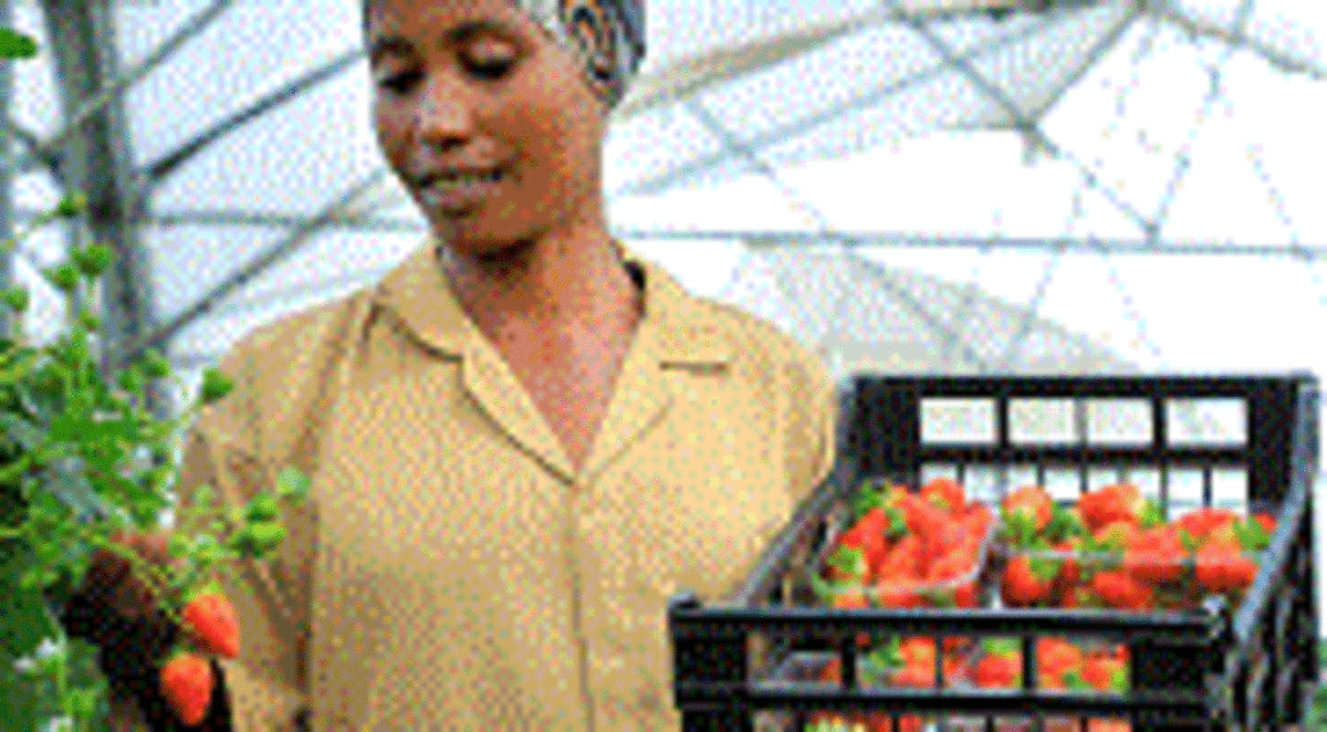 Ethiopia Plans to Plant 21.8 Million Hectares This Season - Image 3