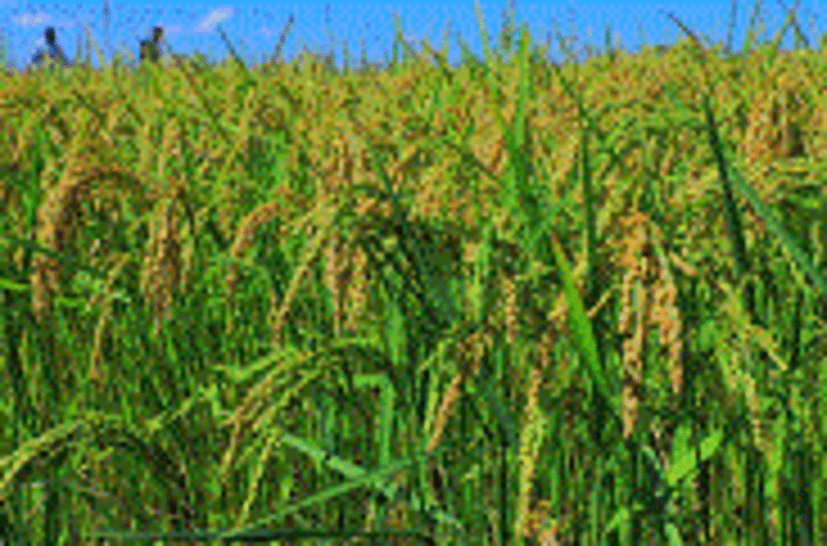 Ethiopian farmers planting crops in vast agricultural fields during the growing season