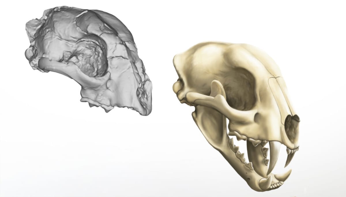 Ancient Saber-Tooth Skull Reveals Cats' Evolutionary Journey - Image 3