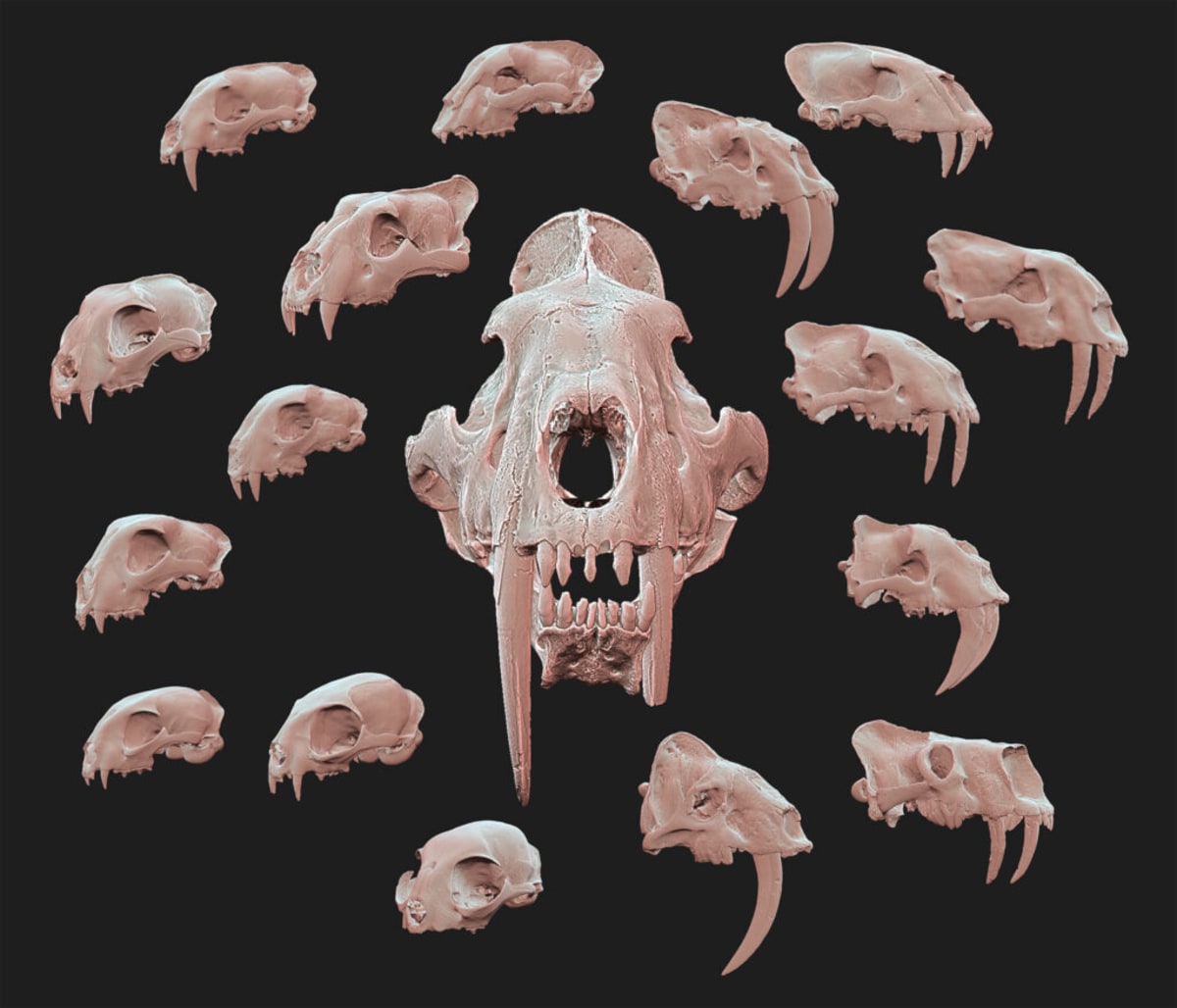 Ancient Saber-Tooth Skull Reveals Cats' Evolutionary Journey - Image 2
