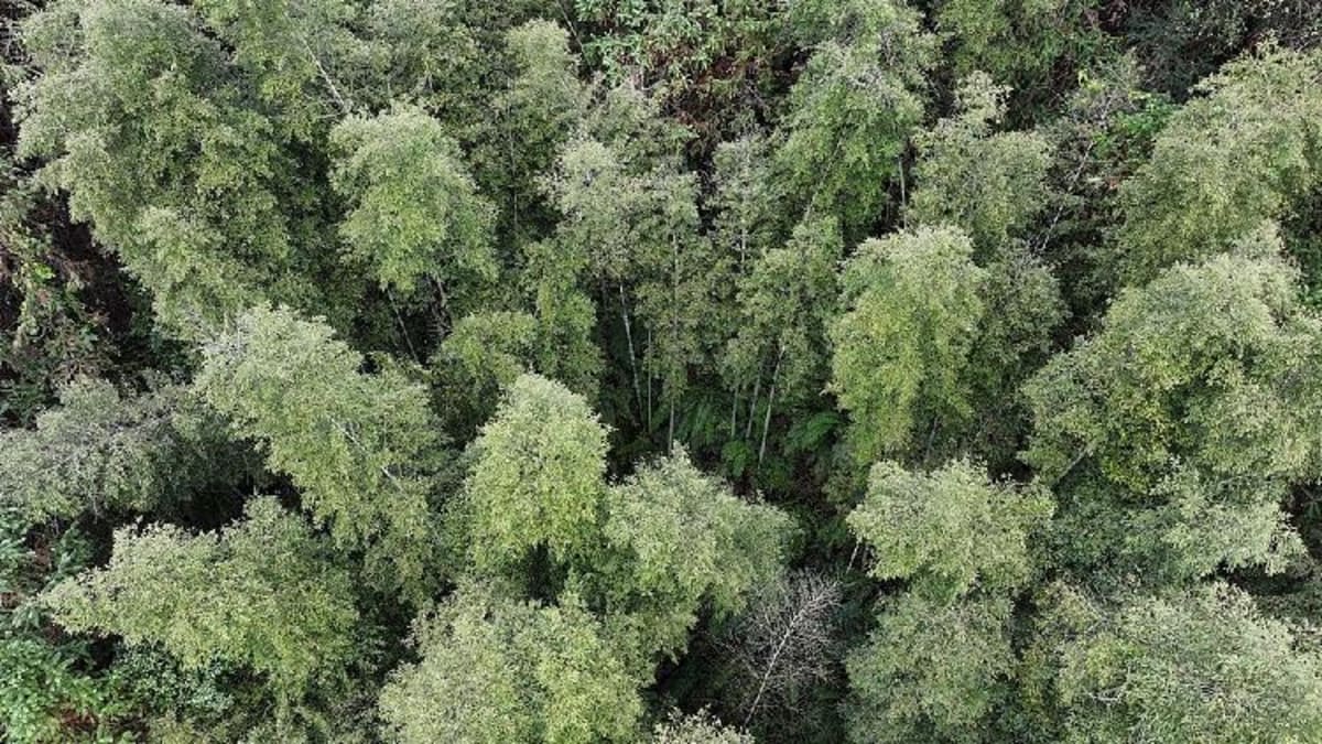Dense population of ancient cycad trees growing in forest in Guangxi, China
