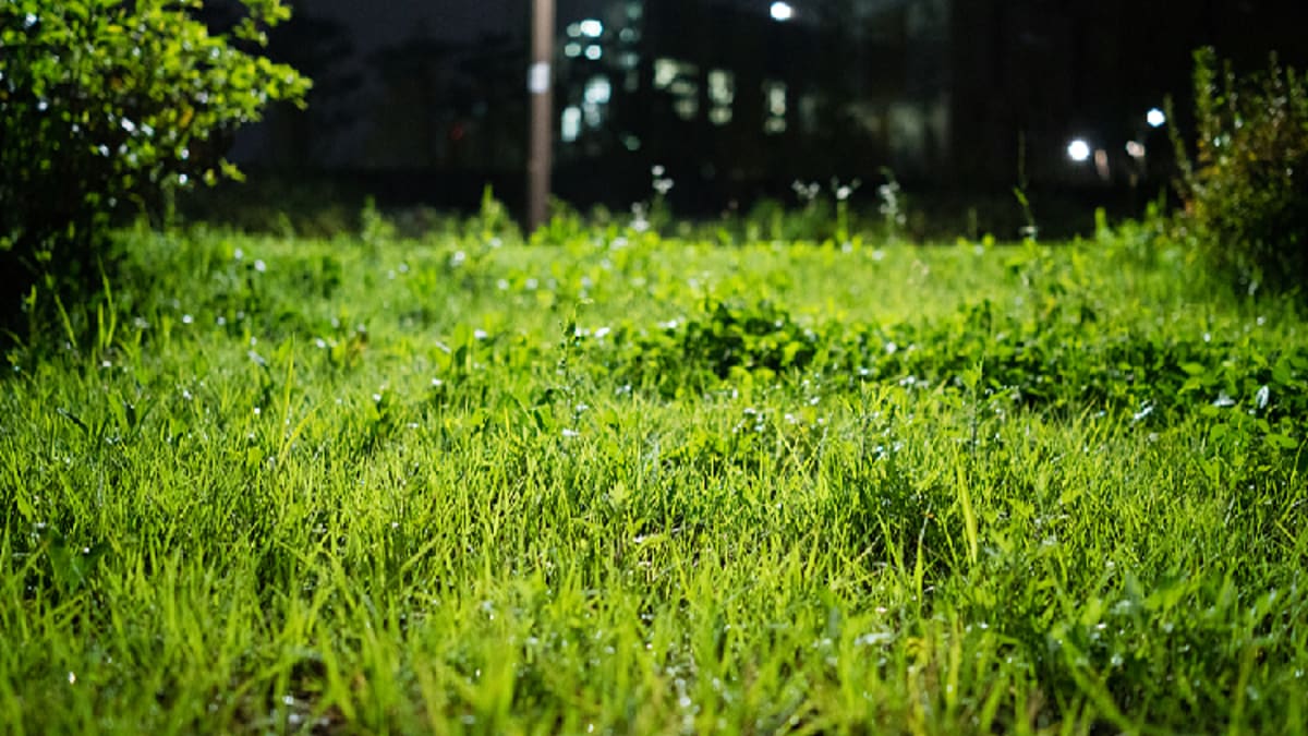 Zero-Pollution Herbicide Kills Weeds, Not Crops - Image 2