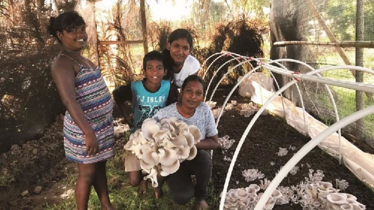 How Grass Helped 3,500 Fiji Families Grow Food on Salty Soil - Image 2