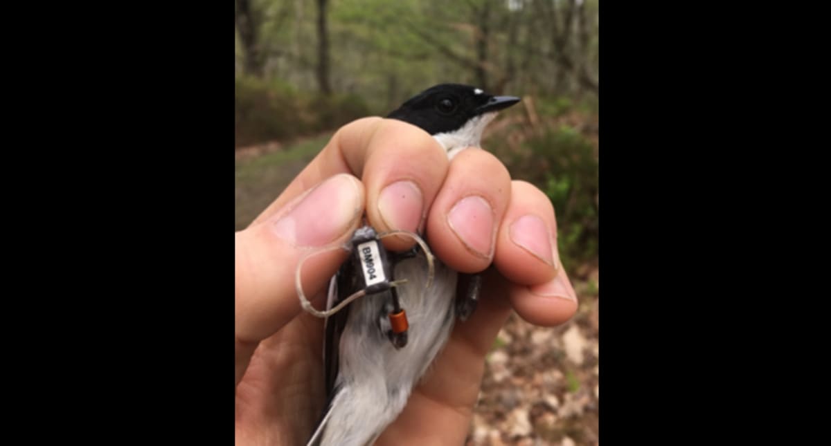 Songbirds Navigate 13,000km Journey Using Genetics and Memory - Image 2