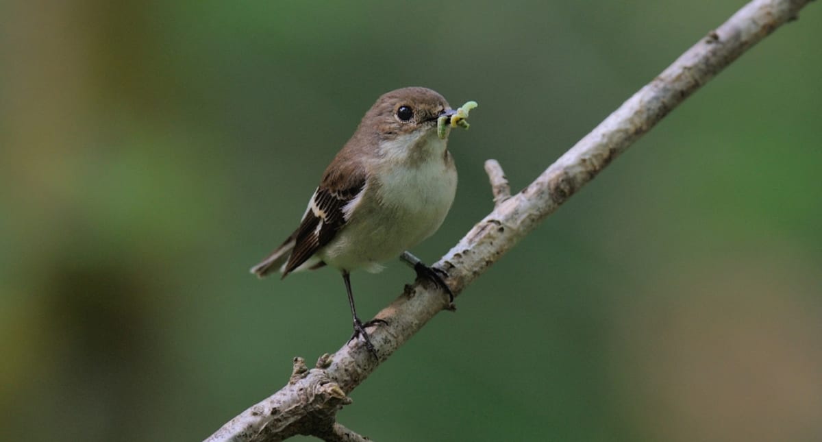 Songbirds Navigate 13,000km Journey Using Genetics and Memory