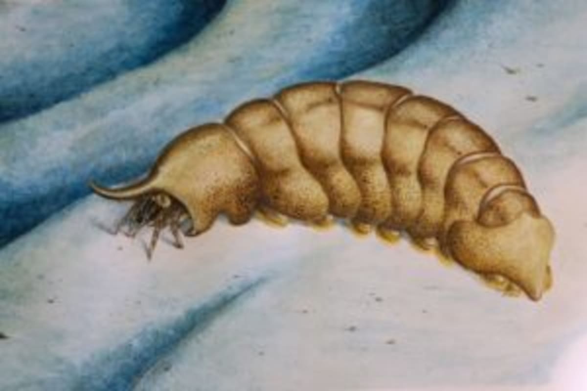 500-Million-Year-Old Fossil Rewrites Evolution Story - Image 3